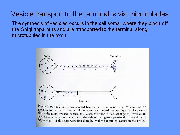 Vesicle transport to the terminal is via microtubules The synthesis of vesicles occurs in