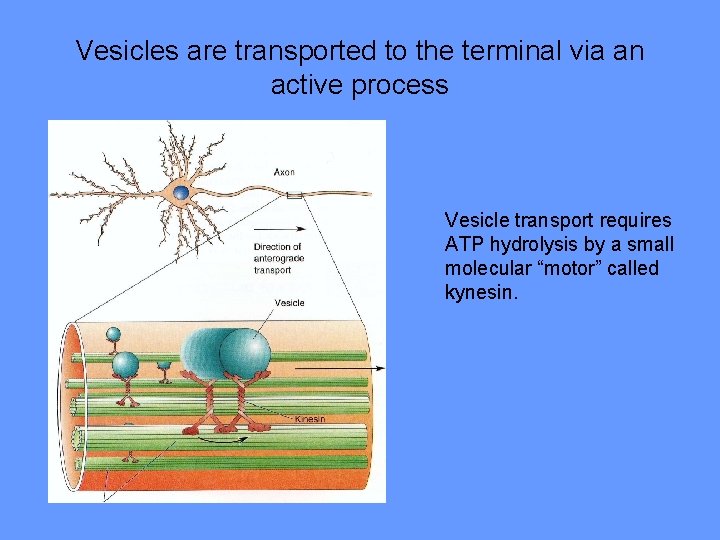 Vesicles are transported to the terminal via an active process Vesicle transport requires ATP