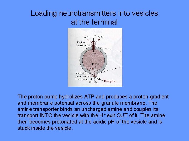 Loading neurotransmitters into vesicles at the terminal The proton pump hydrolizes ATP and produces