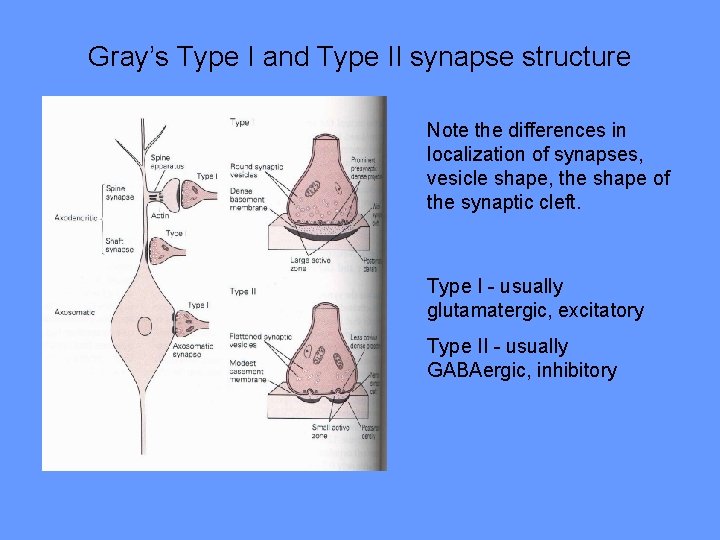 Gray’s Type I and Type II synapse structure Note the differences in localization of