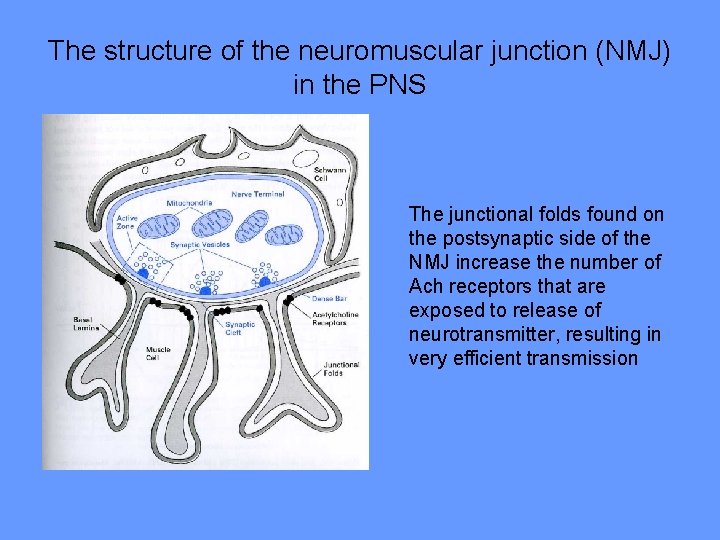 The structure of the neuromuscular junction (NMJ) in the PNS The junctional folds found