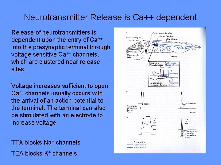 Neurotransmitter Release is Ca++ dependent Release of neurotransmitters is dependent upon the entry of