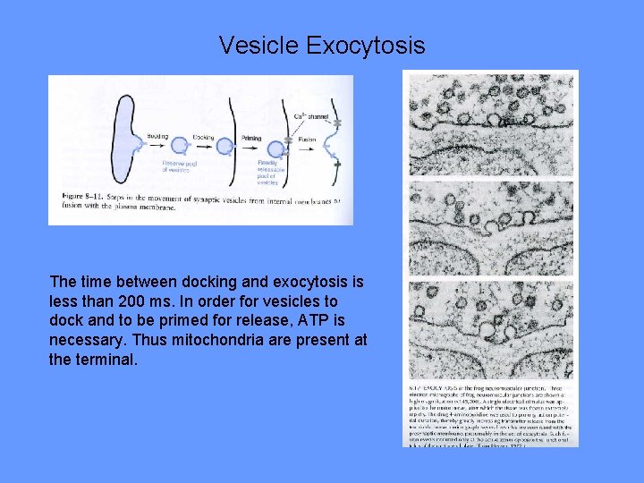 Vesicle Exocytosis The time between docking and exocytosis is less than 200 ms. In