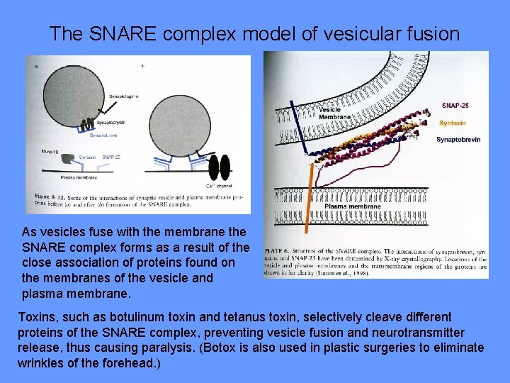 The SNARE complex model of vesicular fusion As vesicles fuse with the membrane the