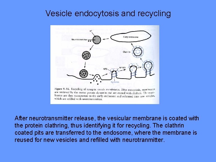 Vesicle endocytosis and recycling After neurotransmitter release, the vesicular membrane is coated with the