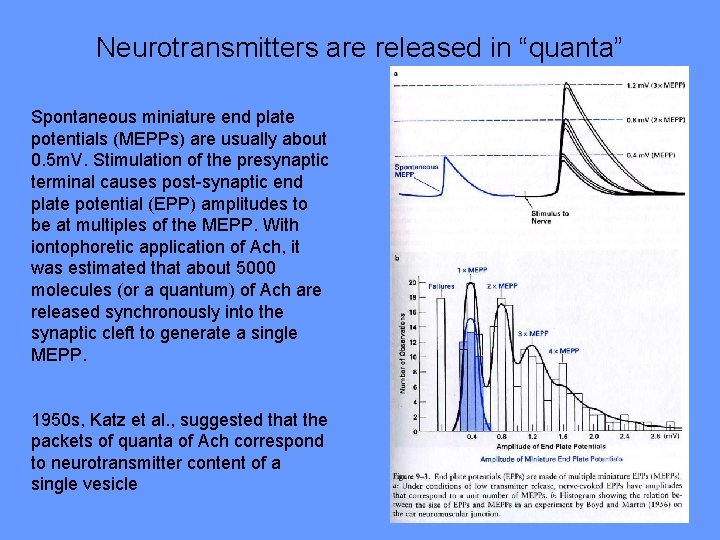 Neurotransmitters are released in “quanta” Spontaneous miniature end plate potentials (MEPPs) are usually about