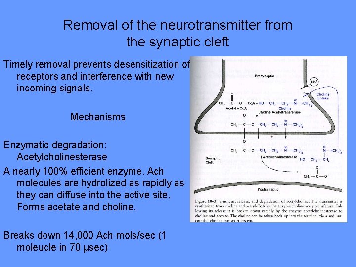 Removal of the neurotransmitter from the synaptic cleft Timely removal prevents desensitization of receptors