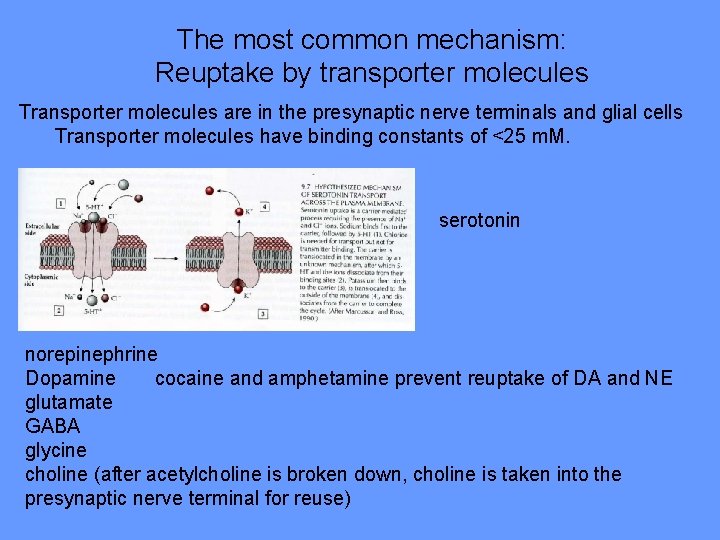 The most common mechanism: Reuptake by transporter molecules Transporter molecules are in the presynaptic