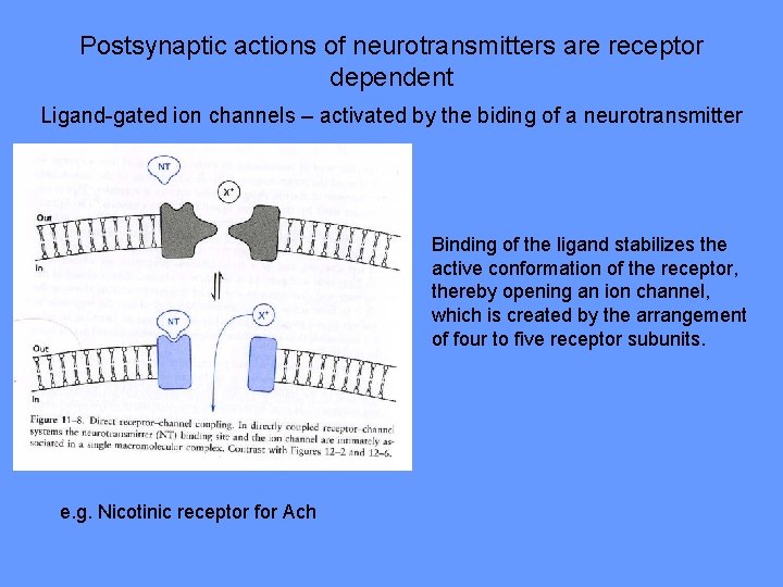 Postsynaptic actions of neurotransmitters are receptor dependent Ligand-gated ion channels – activated by the
