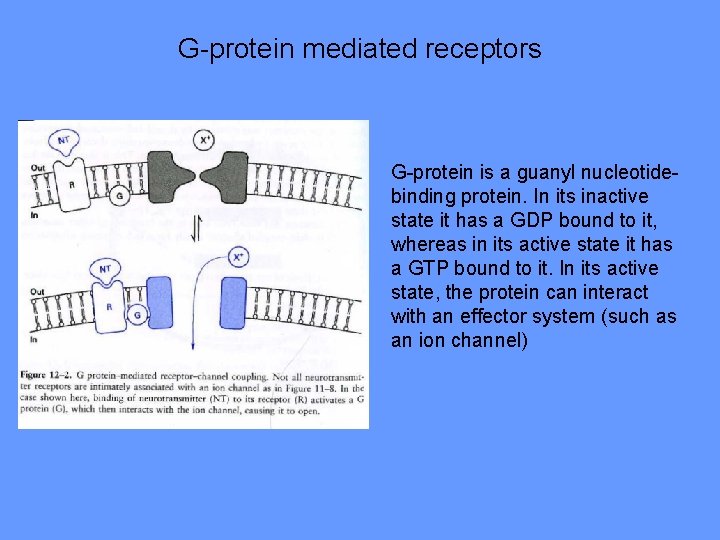 G-protein mediated receptors G-protein is a guanyl nucleotidebinding protein. In its inactive state it