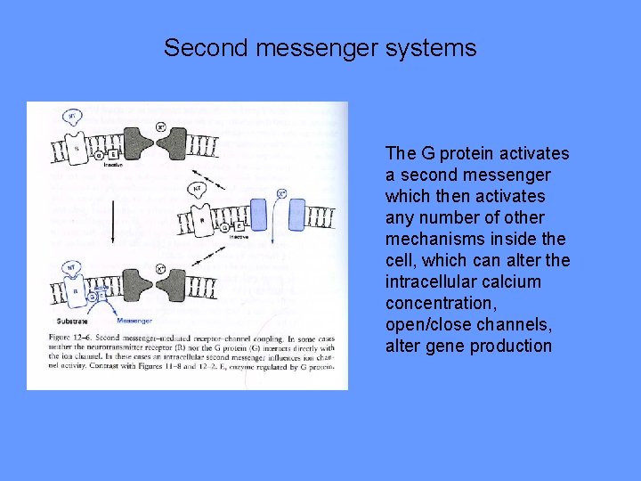 Second messenger systems The G protein activates a second messenger which then activates any