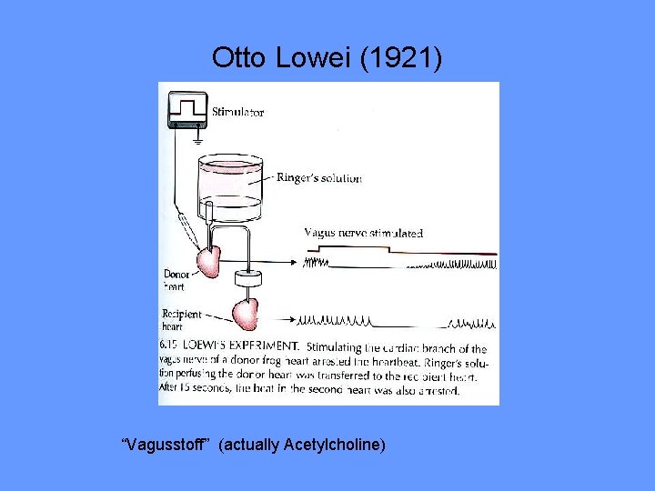 Otto Lowei (1921) “Vagusstoff” (actually Acetylcholine) 