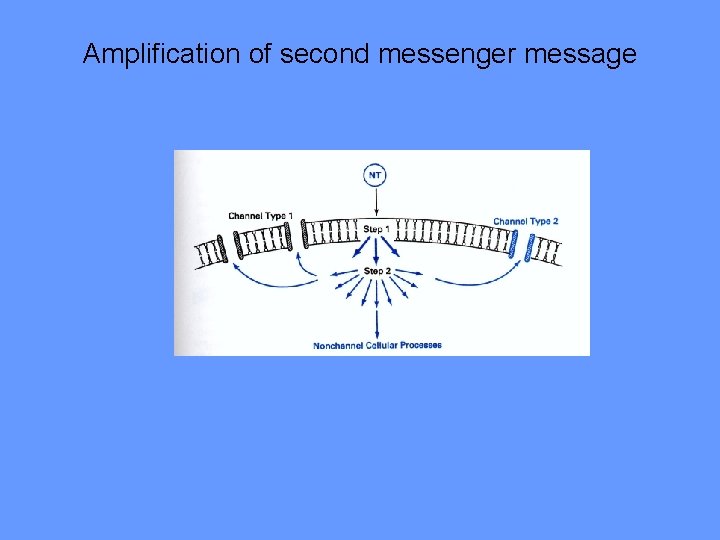 Amplification of second messenger message 