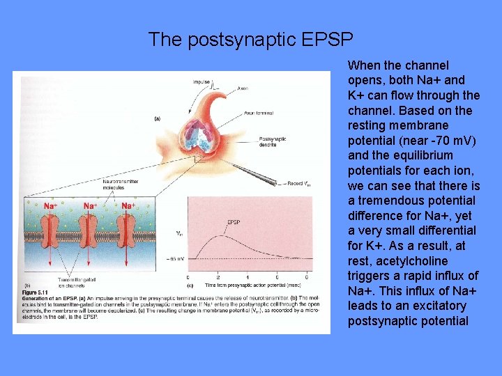 The postsynaptic EPSP When the channel opens, both Na+ and K+ can flow through