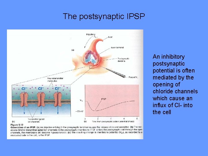 The postsynaptic IPSP An inhibitory postsynaptic potential is often mediated by the opening of