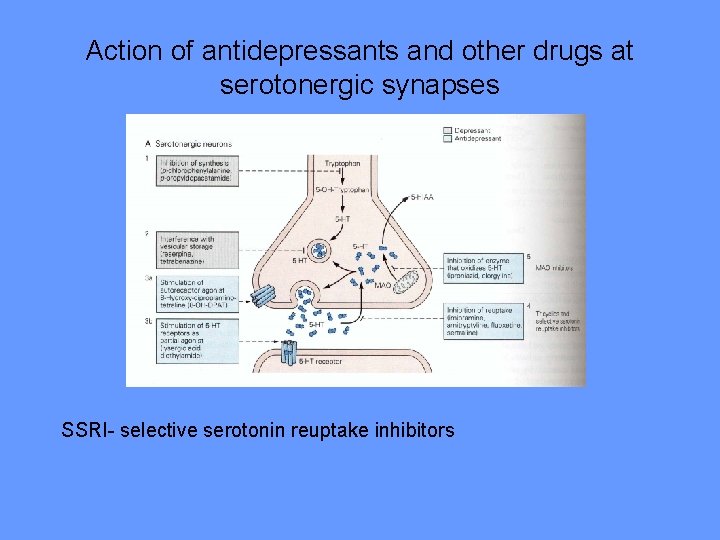 Action of antidepressants and other drugs at serotonergic synapses SSRI- selective serotonin reuptake inhibitors