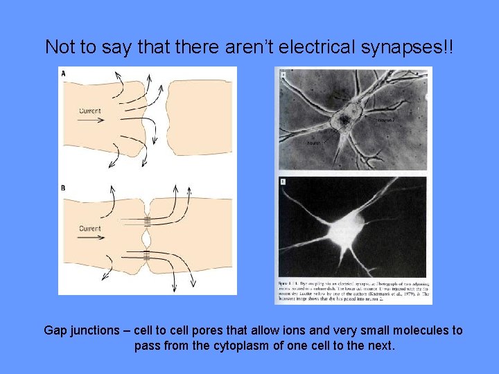 Not to say that there aren’t electrical synapses!! Gap junctions – cell to cell