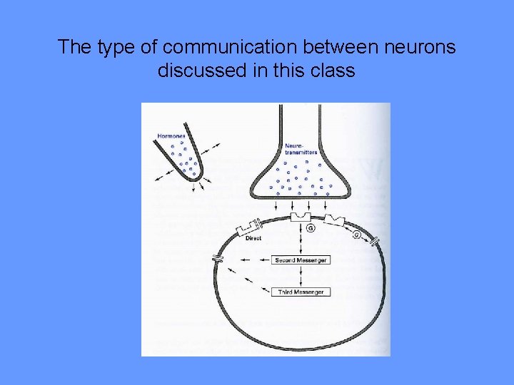 The type of communication between neurons discussed in this class 