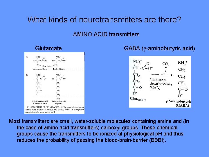 What kinds of neurotransmitters are there? AMINO ACID transmitters Glutamate GABA ( -aminobutyric acid)