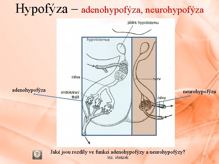 Hypofýza – adenohypofýza, neurohypofýza adenohypofýza neurohypofýza Jaké jsou rozdíly ve funkci adenohypofýzy a neurohypofýzy?