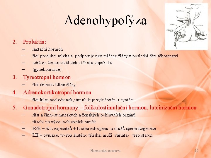 Adenohypofýza 2. Prolaktin: – – 3. Tyreotropní hormon – 4. řídí činnost štítné žlázy