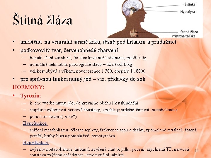 Štítná žláza • umístěna na ventrální straně krku, těsně pod hrtanem a průdušnicí •