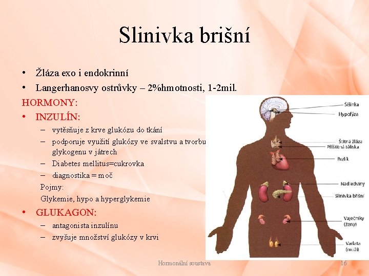 Slinivka brišní • Žláza exo i endokrinní • Langerhanosvy ostrůvky – 2%hmotnosti, 1 -2