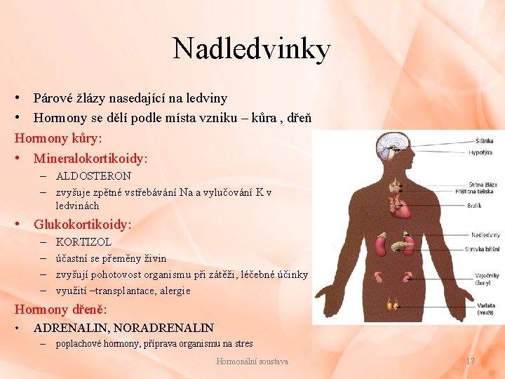 Nadledvinky • Párové žlázy nasedající na ledviny • Hormony se dělí podle místa vzniku