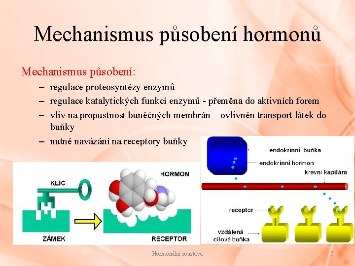 Mechanismus působení hormonů Mechanismus působení: – regulace proteosyntézy enzymů – regulace katalytických funkcí enzymů