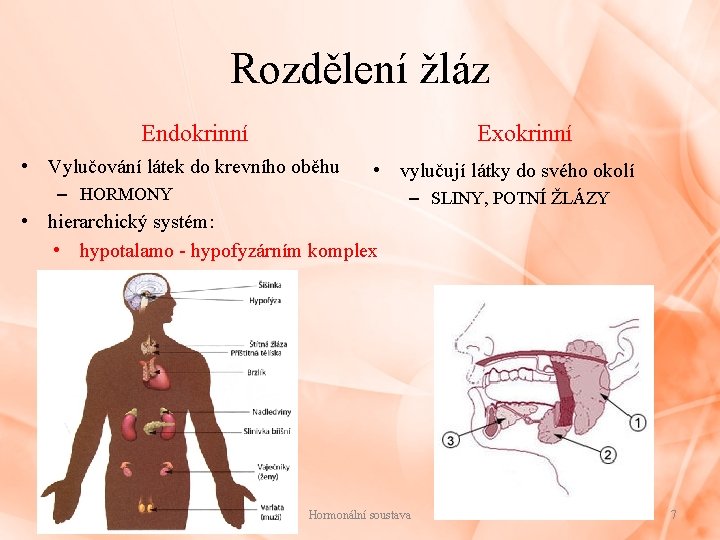 Rozdělení žláz Endokrinní Exokrinní • Vylučování látek do krevního oběhu • vylučují látky do