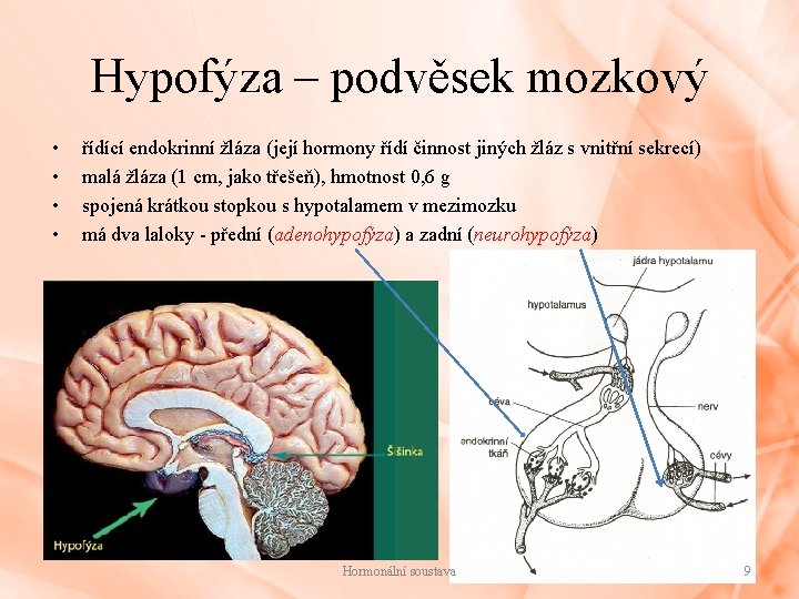 Hypofýza – podvěsek mozkový • • řídící endokrinní žláza (její hormony řídí činnost jiných