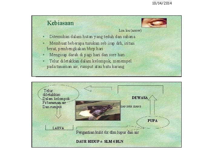 10/14/2014 Kebiasaan Loa loa (arrow) Ditemukan dalam hutan yang teduh dan sabana Membuat beberapa