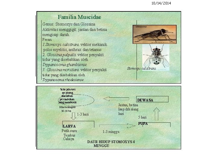 10/14/2014 Familia Muscidae Genus: Stomoxys dan Glossina Aktivitas menggigit: jantan dan betina mengisap darah 10/14/2014 Familia Muscidae Genus: Stomoxys dan Glossina Aktivitas menggigit: jantan dan betina mengisap darah