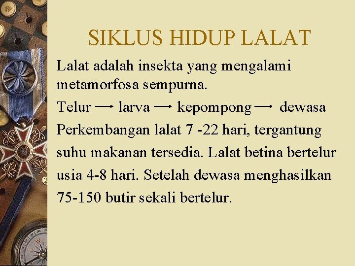 SIKLUS HIDUP LALAT Lalat adalah insekta yang mengalami metamorfosa sempurna. Telur larva kepompong dewasa