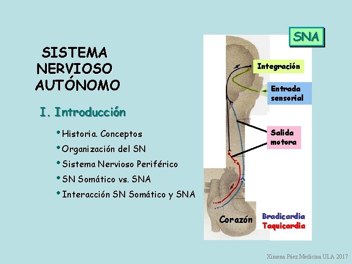 SISTEMA NERVIOSO AUTÓNOMO SNA Integración Entrada sensorial I. Introducción • Historia. Conceptos • Organización