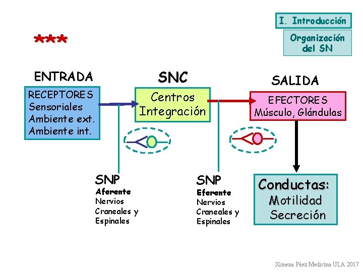 I. Introducción *** Organización del SN ENTRADA SNC RECEPTORES Sensoriales Ambiente ext. Ambiente int.