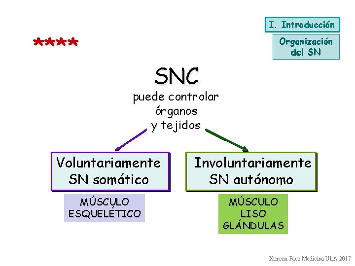 I. Introducción **** Organización del SN SNC puede controlar órganos y tejidos Voluntariamente SN