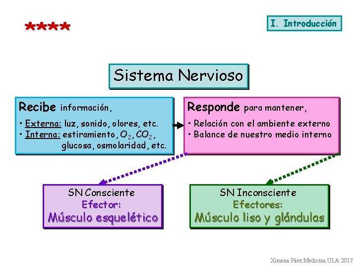 **** I. Introducción Sistema Nervioso Recibe información, • Externa: luz, sonido, olores, etc. •