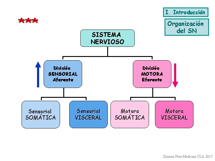 I. Introducción *** Organización del SN SISTEMA NERVIOSO División SENSORIAL Aferente Sensorial SOMÁTICA Sensorial