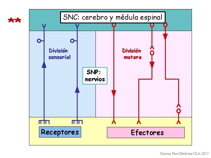 ** SNC: cerebro y médula espinal División sensorial División motora SNP: nervios Receptores Efectores