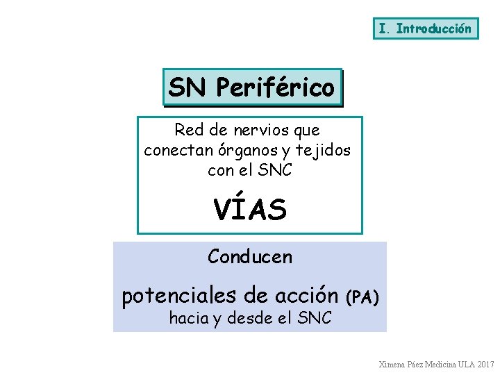 I. Introducción SN Periférico Red de nervios que conectan órganos y tejidos con el