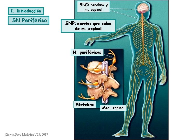 SNC: cerebro y I. Introducción SN Periférico m. espinal SNP: nervios que salen de