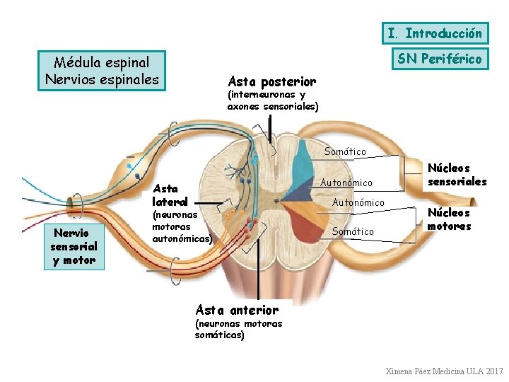 I. Introducción SN Periférico Médula espinal Nervios espinales Asta posterior (interneuronas y axones sensoriales)