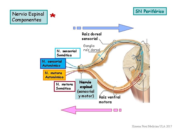 Nervio Espinal Componentes SN Periférico * Raíz dorsal sensorial N. sensorial Somática Ganglio raíz