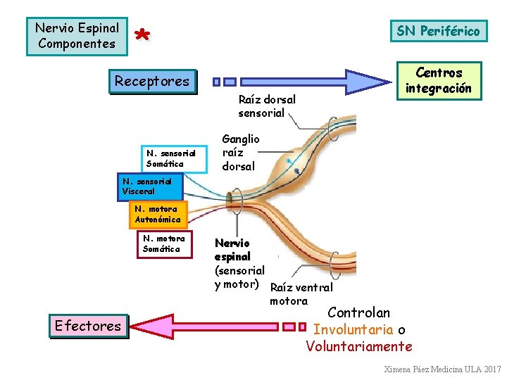 Nervio Espinal Componentes * SN Periférico Centros integración Receptores Raíz dorsal sensorial N. sensorial