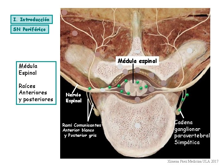 I. Introducción SN Periférico Médula espinal Médula Espinal Raíces Anteriores y posteriores Nervio Espinal