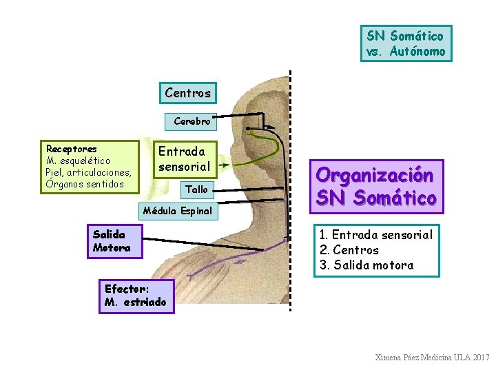 SN Somático vs. Autónomo Centros Cerebro Receptores M. esquelético Piel, articulaciones, Órganos sentidos Entrada