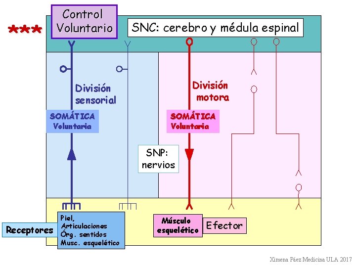 Control Voluntario *** SNC: cerebro y médula espinal División motora División sensorial SOMÁTICA Voluntaria