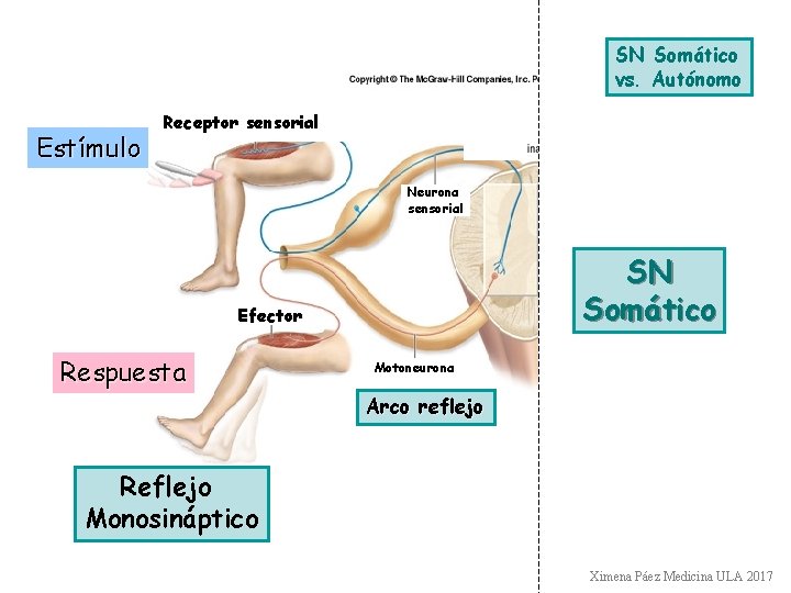 SN Somático vs. Autónomo Estímulo Receptor sensorial Neurona sensorial SN Somático Efector Respuesta Motoneurona