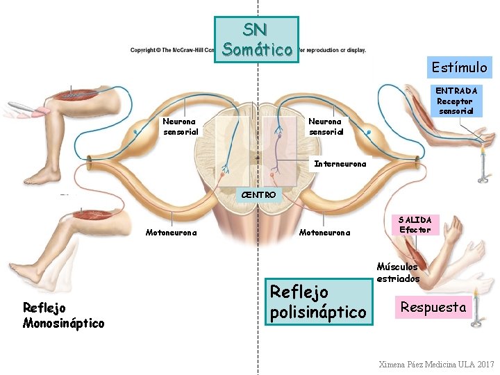 SN Somático Neurona sensorial Estímulo ENTRADA Receptor sensorial Neurona sensorial Interneurona CENTRO Motoneurona Reflejo